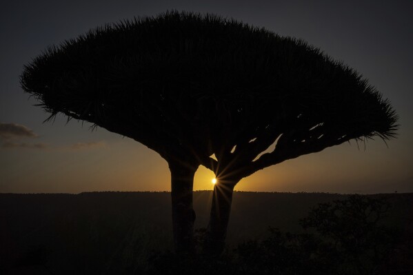 The sunrise appears between the branches of a dragon's blood tree on the Yemeni island of Socotra, on Sept. 20, 2024. (AP Photo/Annika Hammerschlag)
