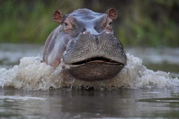 Un hipopótamo nada en el río Magdalena en Puerto Triunfo, Colombia, el miércoles 16 de febrero de 2022.  (AP Foto/Fernando Vergara)
