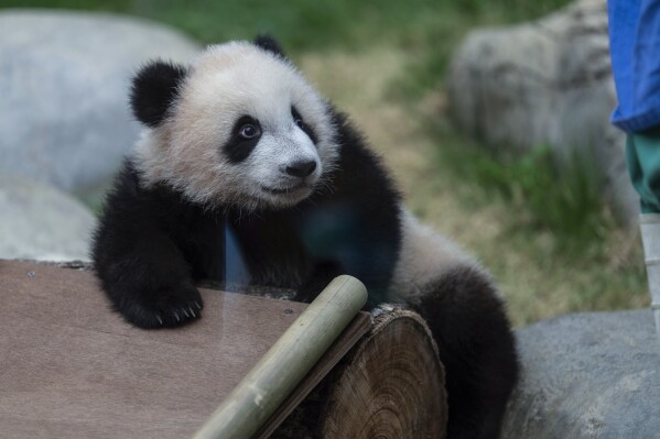Hong Kong-born giant panda twin cubs make their debut appearance to media in Ocean Park during a greeting ceremony in Hong Kong, Saturday, Feb. 15, 2025. (AP Photo/Chan Long Hei)