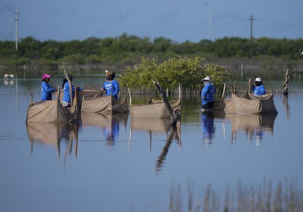Women wade through a swamp to plant mangrove seedlings, near Progreso, Mexico, Wednesday, Oct. 6, 2021. While world leaders seek ways to stop the climate crisis at a United Nations conference in Scotland, a few dozen fishermen and women villagers are working to save the planet's mangroves thousands of miles away on Mexico's Yucatan Peninsula. (AP Photo/Eduardo Verdugo)