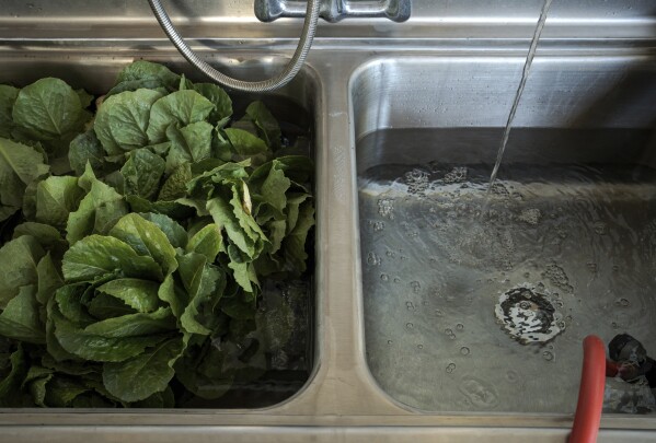 Lettuce is washed at Agritopia, a community nestled around a plot of agricultural land, April 22, 2025, in Gilbert, Ariz. (AP Photo/Annika Hammerschlag)