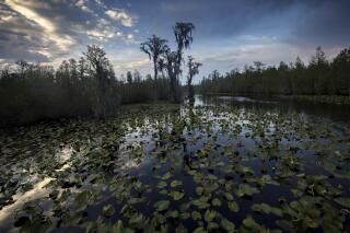 FILE - The sun sets over water lilies and cypress trees along the remote Red Trail wilderness water trail of Okefenokee National Wildlife Refuge, Wednesday, April 6, 2022, in Fargo, Ga. The refuge is one of the world's largest intact freshwater ecosystems and averages 300,000 visitors a year and 4,000 visitors permitted for overnight camping along trails such as this. According to a government memo, Friday, June 3, 2022, a federal agency has delivered a big setback to a company's controversial plan to mine at the edge of the Okefenokee Swamp's vast wildlife refuge. (AP Photo/Stephen B. Morton, File)