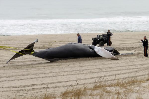 Calls grow for federal probe into whale deaths along Northeast beaches