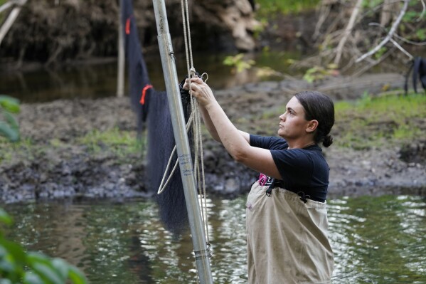 Biologist Ashley Wilson prepares a net to capture bats in Sharon Township, Mich., June 21, 2023. Fifty years after the Endangered Species Act took effect, environmental advocates and scientists say the law is as essential as ever. Habitat loss, pollution, climate change and disease are putting an estimated 1 million species worldwide at risk. (AP Photo/Paul Sancya)