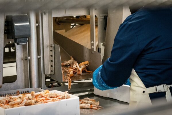 In this Tuesday, Jan. 28, 2020 photo, workers at the local fishing cooperative  pack langoustines ready to be shipped to Italy, in Kilkeel harbor in Northern Ireland. The United Kingdom and the European Union are parting ways on Friday and one of the first issues to address is what will happen to the fishing grounds they shared. (AP Photo/David Keyton)