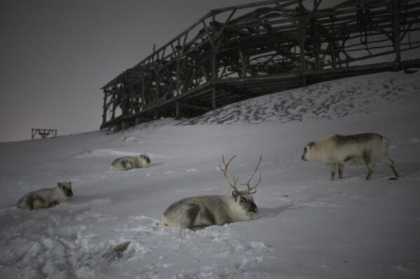 Reindeer rest beneath a disused wire rope tramway used for mining in Longyearbyen, Norway, Tuesday, Jan. 10, 2023. For more than 100 years, people came to the remote Arctic archipelago of Svalbard to work in coal mines. (AP Photo/Daniel Cole)
