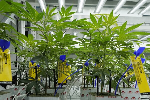FILE - Young marijuana plants have state mandated identification tags in the indoor growing facility of Mockingbird Cannabis in Raymond, Miss., Friday, Jan. 20, 2023. A federal proposal to reclassify marijuana as a less dangerous drug has raised the hopes of some pot backers that more states will embrace cannabis. (AP Photo/Rogelio V. Solis, File)