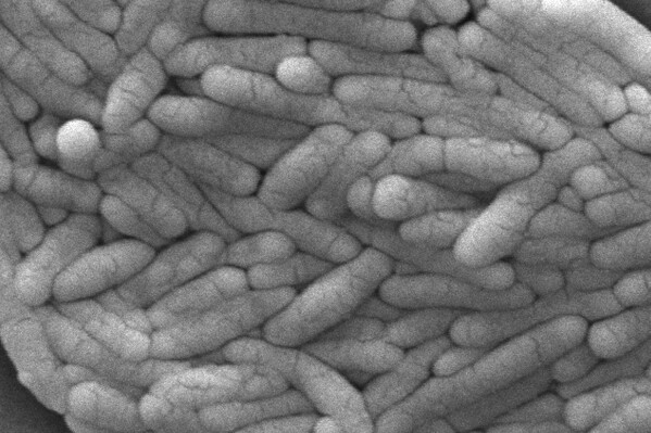 This 2009 electron microscope image provided by the Centers for Disease Control and Prevention shows a large group of Gram-negative Salmonella typhimurium bacteria that had been isolated from a pure culture. Poultry producers will be required to bring salmonella bacteria in certain chicken products to very low levels to help prevent food poisoning under a final rule issued Friday, April 26, 2024, by the U.S. Department of Agriculture. (Janice Haney Carr/CDC via AP)