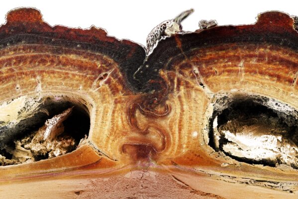 In this 2016 photo provided by the University of California, Irvine, a cross section of the medial suture, where two halves of the diabolical ironclad beetle’s elytra meet, shows the puzzle piece configuration that’s among the keys to the insect’s incredible durability. Scientists say the armor of the seemingly indestructible beetle could offer clues for designing stronger planes and buildings. In a study published Wednesday, Oct. 21, 2020, in the journal Nature, a group of scientists explains why the beetle is so squash-resistant.  (Jesus Rivera, Kisailus Biomimetics and Nanostructured Materials Lab, University of California Irvine via AP)