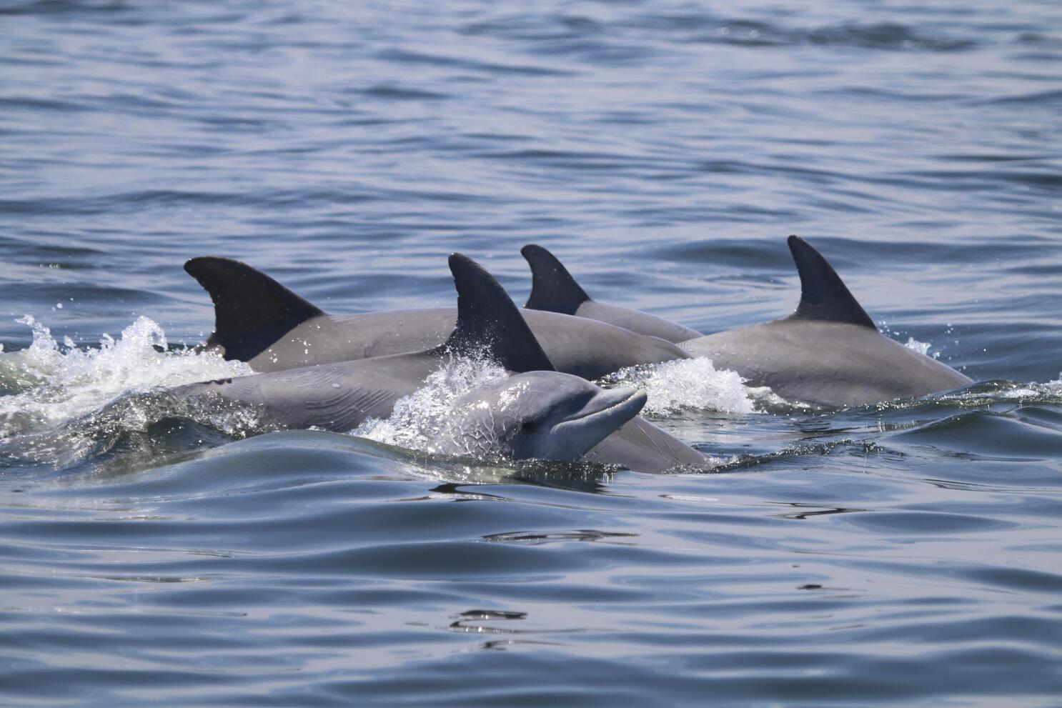 Dolphins' playful social habits form bonds, but spread virus