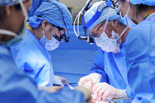 Transplant Surgeon Chrisilla Yang, Left, Robert Montgomery prepares patient Towana Looney to receive gene-edited pig kidneys at NYU Langone Health in New York on November 25, 2024.