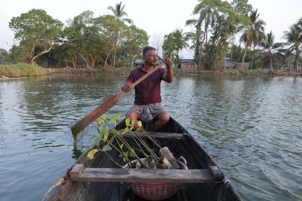 T. P. Murukesan rows a canoe stocked with mangrove saplings along a waterbody meant for prawns and pokkali rice off the shore of Vypin Island in Kochi, Kerala state, India, on March 4, 2023. Known locally as Mangrove Man, Murukesan has turned to planting the trees along the shores to counter the impacts of rising waters on his home. (AP Photo/Shawn Sebastian)
