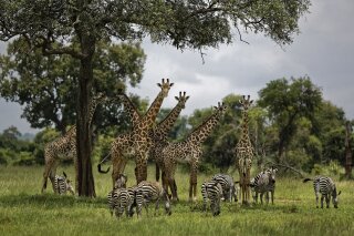 
              FILE - In this Tuesday, March 20, 2018 file photo, giraffes and zebras congregate under the shade of a tree in the afternoon in Mikumi National Park, Tanzania. The Trump administration has taken a first step toward extending protections for giraffes under the Endangered Species Act, following legal pressure from environmental groups. The U.S. Fish and Wildlife Service announced Thursday that its initial review has determined there is “substantial information that listing may be warranted” for giraffes. (AP Photo/Ben Curtis, File)
            