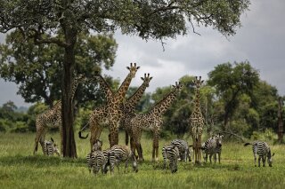 FILE - In this Tuesday, March 20, 2018 file photo, giraffes and zebras congregate under the shade of a tree in the afternoon in Mikumi National Park, Tanzania. The Trump administration has taken a first step toward extending protections for giraffes under the Endangered Species Act, following legal pressure from environmental groups. The U.S. Fish and Wildlife Service announced Thursday that its initial review has determined there is “substantial information that listing may be warranted” for giraffes. (AP Photo/Ben Curtis, File)