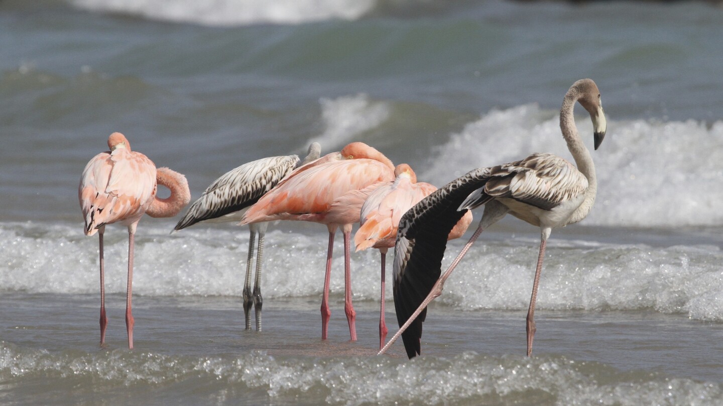 Awesome Birds and Names Awesome Animals Wildlife Relaxing Nature World Of Birds 