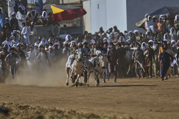 A jockey, center, controls a pair of bull as people shout during a traditional bull race competition, in Malal, a village of Attock district, in Pakistan, Thursday, May 15, 2025. (AP Photo/Anjum Naveed)