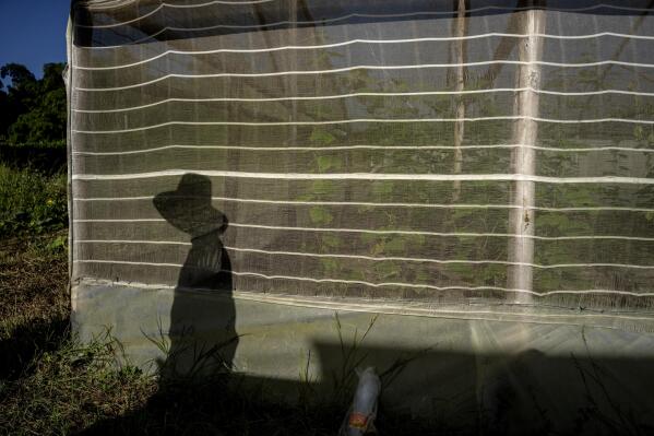 A farmer's shadow is cast on the curtain of a tomato greenhouse at the Vista Hermosa farm in Bacuranao, just east of Havana, Cuba, Thursday, Aug. 4, 2022. A package of 63 reforms approved last year was meant to make it easier and more profitable for Cuban producers to get food to consumers. Farmers say the measures are still not sufficient to overcome obstacles. (AP Photo/Ramon Espinosa)