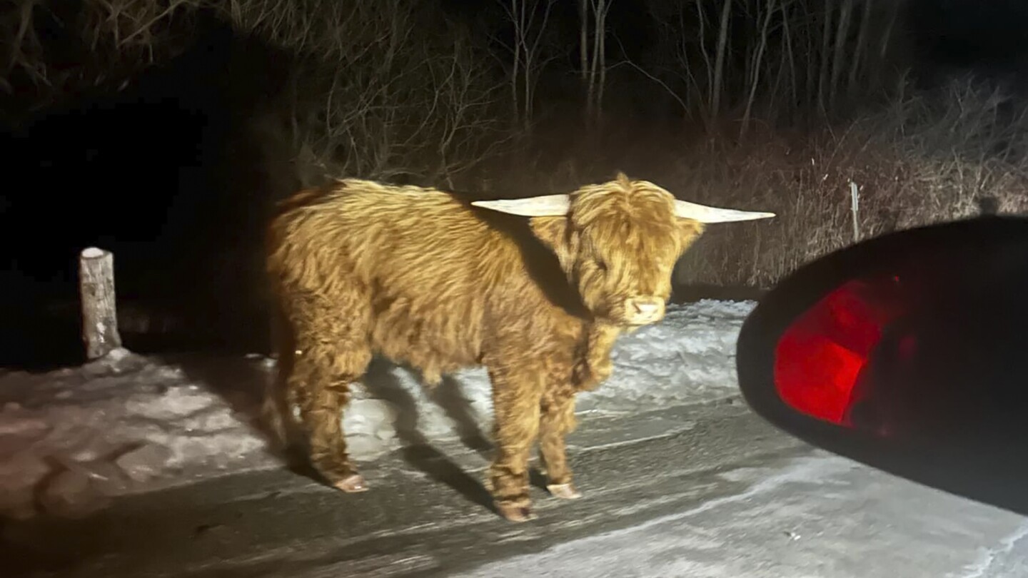 Scottish Highland bull on the loose in Connecticut's rural hill country