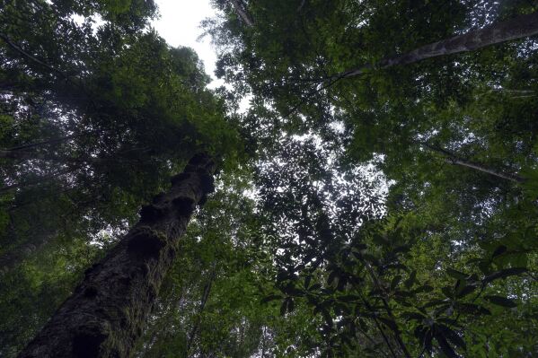 Natural forest density is visible in the Esecaflor project control area in the Caxiuana National Forest, Para state, Brazil, Thursday, March 20, 2025. (AP Photo/Jorge Saenz)