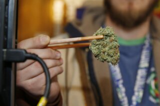 
              FILE - In this Dec. 19, 2014 file photo, a sales associate uses a pair of chopsticks to hold a bud of Lemon Skunk, the highest potency strain of marijuana available at the dispensary in Denver. According to research released on Tuesday, March 19, 2019, scientists say smoking high-potency marijuana every day could increase the chances of developing psychosis by about five times.(AP Photo/David Zalubowski, File)
            