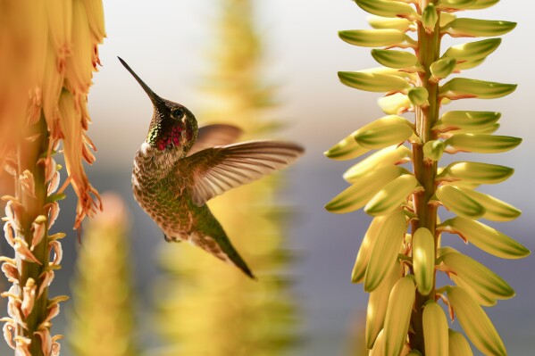 A hummingbird drinks from a flower in a garden on the outfield lawn before a spring training baseball game between the Kansas City Royals and the Athletics, Monday, Feb. 24, 2025, in Surprise, Ariz. (AP Photo/Lindsey Wasson)