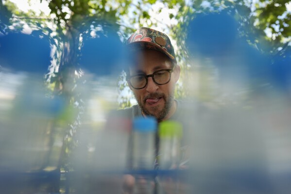 West Virginia University mycology professor Matt Kasson, processes periodical cicadas infected with the Massospora cicadina fungus at Morton Arboretum on Thursday, June 6, 2024, in Lisle, Ill. Kasson is tracking the fungus, the only one on Earth that makes amphetamine. It takes control over the cicada, makes them hypersexual, looking to spread the parasite as a sexually transmitted disease. (AP Photo/Carolyn Kaster)