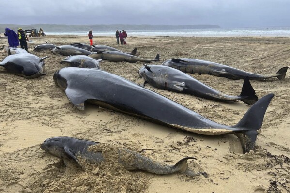 This handout photo issued by British Divers Marine Life Rescue (BDMLR) shows pilot whales in North Tolsta, on the Isle of Lewis, Scotland, Sunday, July 16, 2023. A pod of 55 pilot whales have died after they were found washed ashore on a beach in Scotland in the worst mass whale stranding in the area, marine experts said Monday. Marine rescuers, the coast guard and police were called to Traigh Mhor beach on the Isle of Lewis in northwest Scotland after receiving reports that dozens of the mammals were in difficulty there early Sunday. (Cristina McAvoy/BDMLR via AP)
