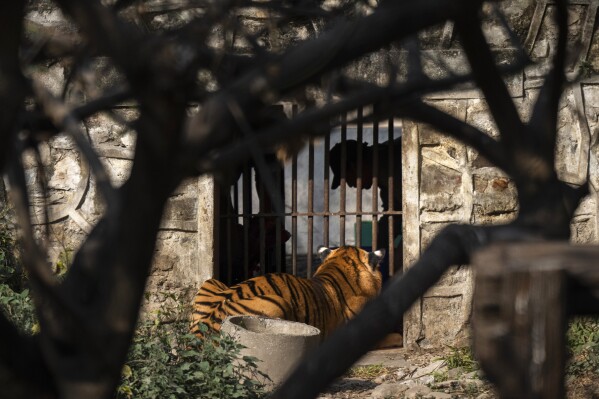 A Royal Bengal tiger waits for its food at the Central Zoo in Lalitpur, Nepal, on Feb. 16, 2024. The only zoo in Nepal is home to more than 1,100 animals of 114 species, including the Bengal Tiger, Snow Leopard, Red Panda, One-Horned Rhino and the Asian Elephant. (AP Photo/Niranjan Shrestha)
