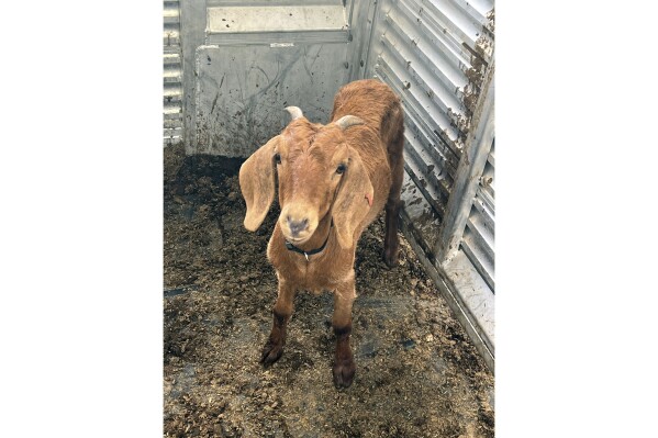 This photo provided by the Willacy County Livestock Show and Fair shows a rodeo goat named Willy, who was captured on Monday, July 31, 2023, after having gone missing on July 15, in a rural South Texas county. Residents in Willacy County had searched for the goat on horses, ATVs and by drone.Willy was found by 16-year-old Ricardo Rojas III and family friend Sammy Ambriz after they spotted her in a wooded area near Rojas' home. (Willacy County Livestock Show and Fair via AP)
