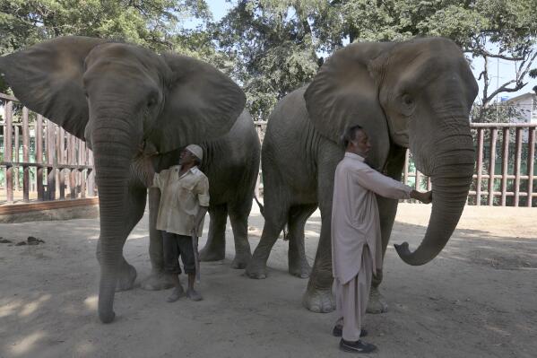 Pakistani zookeepers take care of elephants, which were examined by veterinarians from the global animal welfare group, Four Paws, at Karachi Zoo, in Karachi, Pakistan, Tuesday, Nov. 30, 2021. The head of the team of vets on Tuesday called for urgent medical care for a pair of elephants in Pakistan's port city of Karachi. (AP Photo/Fareed Khan)