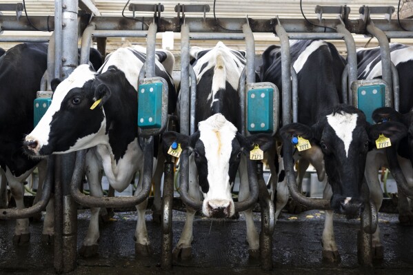 Cows stand at a milking station at Twin Birch Dairy on Friday, March 21, 2025, in Skaneateles, N.Y. (Caitlyn Daproza via AP)