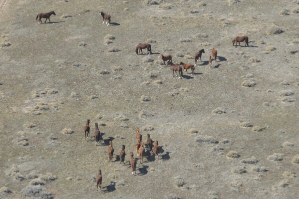 This undated photo provided by the Bureau of Land Management shows a group of wild horses during a summer aerial survey in northern Nevada. Federal officials plan to begin a roundup around Dec. 28, 2023, that will include herds roaming public land in four Nevada counties. (Bureau of Land Management via AP)
