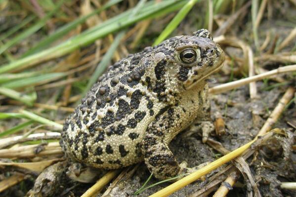 CAPTION CORRECTION: CORRECTS REFUGE LOCATION: This undated photo shows the Montana toad, which lives in the newly established Wyoming Toad Conservation Area. Federal officials have announced the creation of two new national wildlife refuges in Wyoming and Tennessee they say will help protect endangered species including toads, bats, shrimp and salamanders. (Sara Armstrong/U.S. Fish and Wildlife Service via AP)