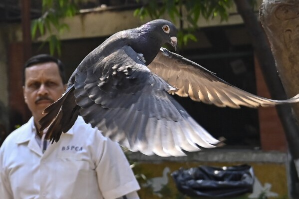 A pigeon that was captured eight months back near a port after being suspected to be a Chinese spy, is released at a vet hospital in Mumbai, India, Tuesday, Jan.30, 2024. Police had found two rings tied to its legs, carrying words that looked like Chinese. Police suspected it was involved in espionage and took it in. Eventually, it turned out the pigeon was an open-water racing bird from Taiwan that had escaped and made its way to India. With police permission, the bird was transferred to the Bombay Society for the Prevention of Cruelty to Animals, whose doctors set it free on Tuesday. (Anshuman Poyrekar/Hindustan Times via AP)