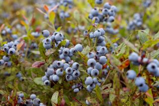 In this July 27, 2012, file photo, wild blueberries await harvesting in Warren, Maine. The wild blueberry fields of Maine appear to be warming faster in 2021 than the state at large. That could put one of the state's most beloved crops at risk. (AP Photo/Robert F. Bukaty, File)