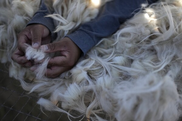 Nikyle Begay shows off different types of wool sheared from a Navajo-Churro sheep Thursday, Sept. 7, 2023, on the Navajo Nation in Ganado, Ariz. (AP Photo/John Locher)