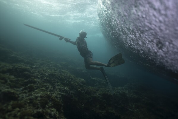 Naiki Vaast spearfishes underneath the surf break at the coral reef in Vairao, Tahiti, French Polynesia, Wednesday, Jan. 17, 2024. (AP Photo/Daniel Cole)