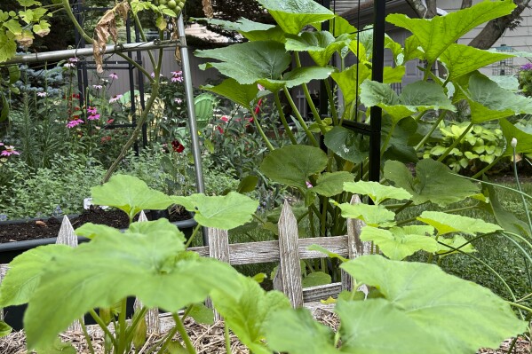 This July 14, 2023, image provided by Jessica Damiano shows recently planted summer squash growing near more mature plants to ensure a continued harvest on Long Island, N.Y. (Jessica Damiano via AP)