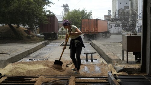 FILE - A worker cleans grain after trucks unloaded in a grain elevator in Melitopol, south Ukraine, Thursday, July 14, 2022. By halting a landmark deal that allowed Ukrainian grain exports via the Black Sea, Russian President Vladimir Putin has taken a risky gamble that could badly damage Moscow's relations with many of its partners that have remained neutral or even supportive of the Kremlin amid the war in Ukraine. Russia has also played spoiler at the United Nations, vetoing a resolution on extending humanitarian aid deliveries via a key crossing point in northwestern Syria and backing Mali's push to expel the U.N. peacekeepers. Putin's decision to spike the deal could backfire against Russia's own interests, straining Moscow's relations with key partner Turkey and hurting its ties with African countries. (AP Photo, File)