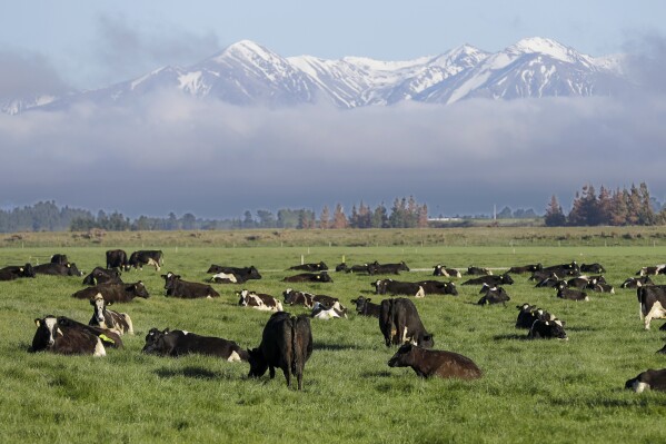 FILE - Dairy cows graze on a farm near Oxford, in the South Island of New Zealand on Oct. 8, 2018. New Zealand's economy is expected to remain sluggish for another two years, although the overall picture is rosier than many observers had feared, in new figures released by the nation's Treasury Tuesday, Sept. 12, 2023. (AP Photo/Mark Baker, File)