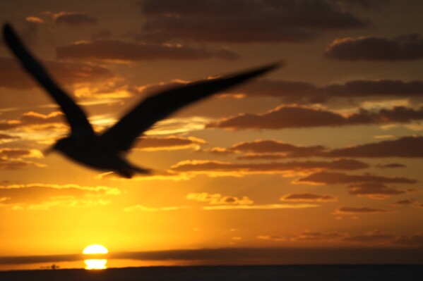 FILE - A bird flies past as the sun rises over the Atlantic Ocean, Jan. 3, 2024, in Surfside, Fla. A new study suggests that scientists tracking climate change may be underestimating the impacts of rising temperatures. (APPhoto/Wilfredo Lee, File)