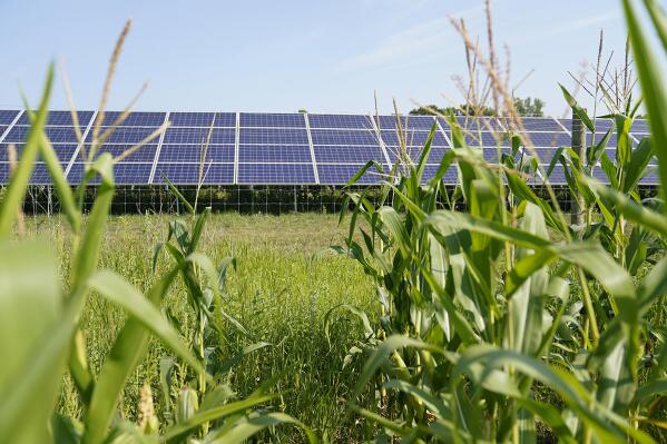 FILE - Solar panels stand near corn growing on Barb and Gerald Bauer's farm on Aug. 20, 2021, near Faribault, Minn. Minnesota utilities would be obligated to transition to 100% carbon-free electricity by 2040 under a bill slated for a vote on the Senate floor Thursday, Feb. 2, 2023. (AP Photo/Jim Mone, File)