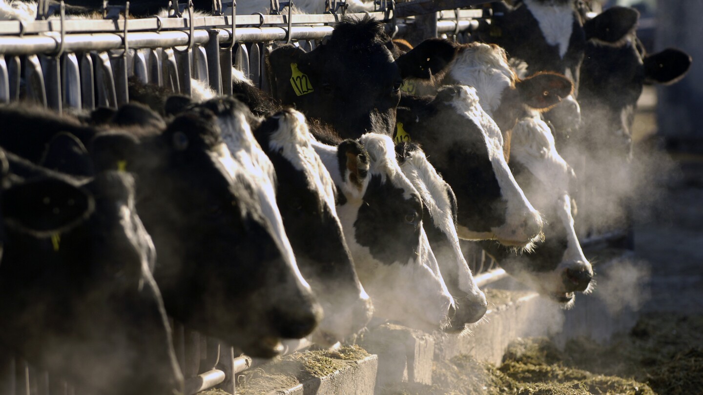 Епидемията от птичи грип сред млекодайните крави в САЩ се