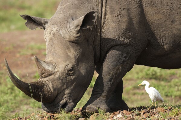 FILE- A black rhino, on the Red List of Threatened Species according to IUCN (International Union for Conservation of Nature), eats grass at Nairobi National Park, on the outskirts of Nairobi, Kenya, on Jan. 31, 2024. Conservationists in Kenya are celebrating as rhinos returned to a grassy plateau that hasn't seen them in decades. (AP Photo/Brian Inganga, File)