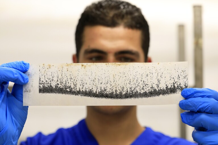 A lab technician holds a strip of dried mosquito eggs inside a World Mosquito Program factory, in Medellin, Colombia, Thursday, Aug. 10, 2023.  (AP Photo/Jaime Saldarriaga)