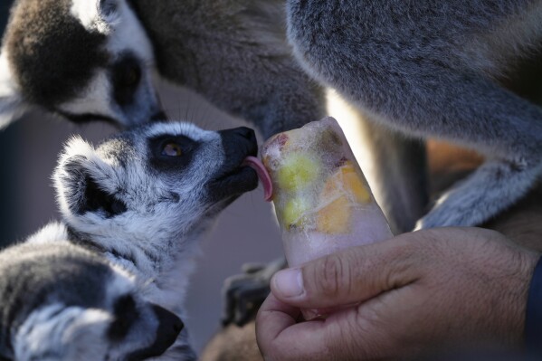 A ring-tailed lemur licks a fruit popsicle, at the Attica Zoological Park in Spata suburb, eastern Athens, Friday, Aug. 4, 2023. A large number of animals being fed frozen meals at the Attica Zoological Park outside the Greek capital Friday, as temperatures around the country touched 40C (104 degrees Fahrenheit) and were set to rise further, in the fourth heat wave in less than a month. (AP Photo/Thanassis Stavrakis)