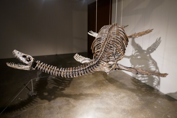A Plesiosaur skeleton is displayed at Sotheby's during a media preview, Monday, July 10, 2023, in New York. The prehistoric predator will headline Sotheby's Live Natural History Auction, Wednesday, July 26th. (AP Photo/Mary Altaffer)