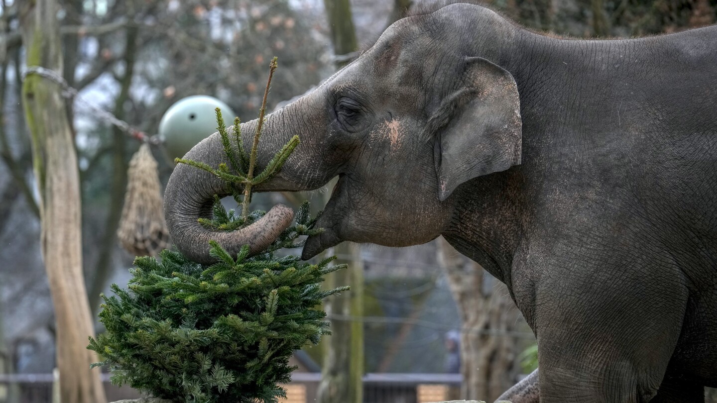 Berlin Zoo's Elephant Christmas Treat: Unused Trees Become a Holiday Feast