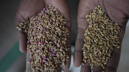 A man displays imported and local grain in Dawanau International Market in Kano Nigeria, Friday, July 14, 2023. Nigeria introduced programs before and during Russia's war in Ukraine to make Africa's largest economy self-reliant in wheat production. But climate fallout and insecurity in the northern part of the country where grains are largely grown has hindered the effort. (AP Photo/Sunday Alamba)