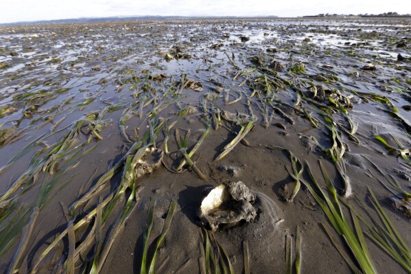 FILE - Grasses and yearling oysters, growing on the large 